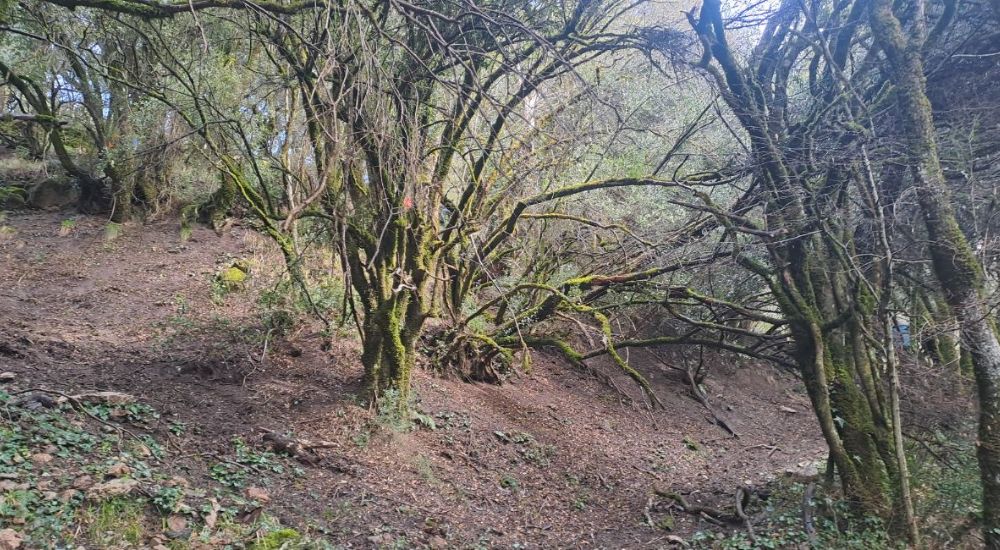 Impressive forest of Menalon trail 6 Peloponnese