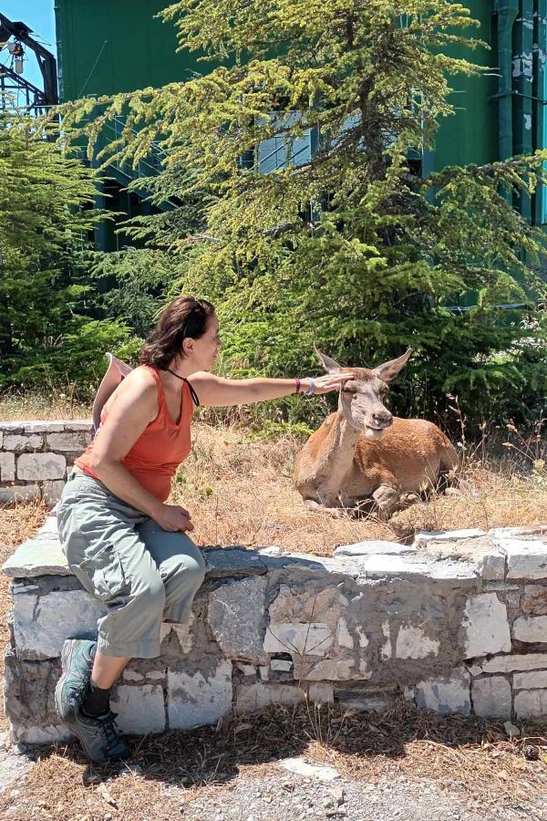 Evgenia stroking a red deer in Parnitha mountain in Athens. 
