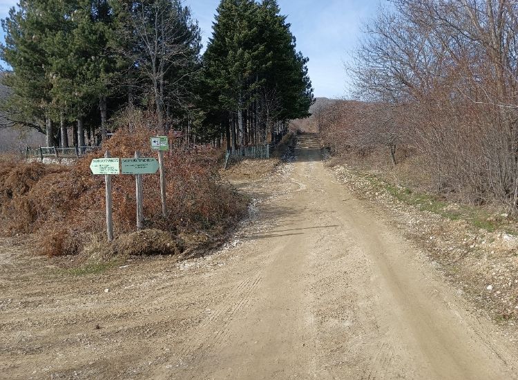A serene forest setting featuring a wide dirt road meandering through the vibrant greenery, inviting exploration and surrounded by the tranquility of nature's embrace in Paiko Greece. 