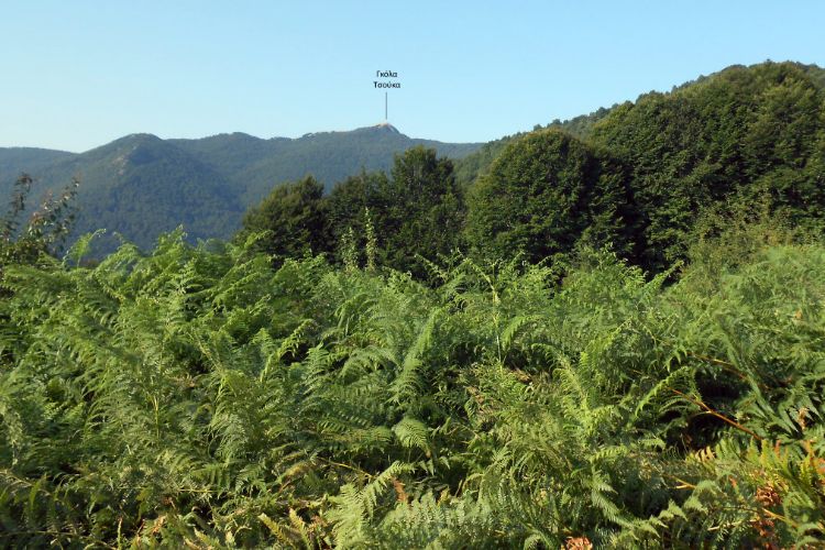 A tranquil forest scene with lush ferns in the foreground, leading the eye to the majestic Gola Tsouka peak towering in the background, creating a harmonious and picturesque natural setting.