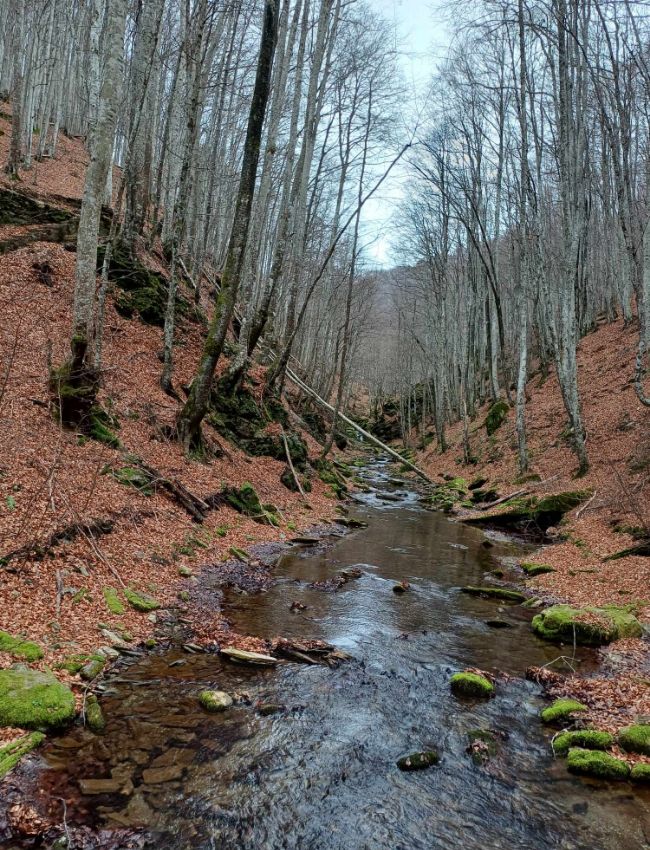 Stravopotamos River flanked by bare winter trees in Paiko mountain Greece. 