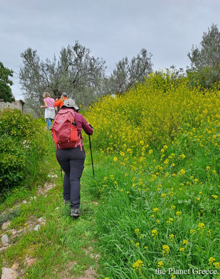Hikers walking between yellow flowers in Greece. 