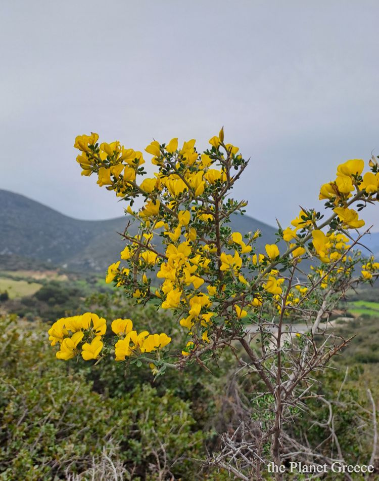 Yellow flowers or sinapis in Greece. 