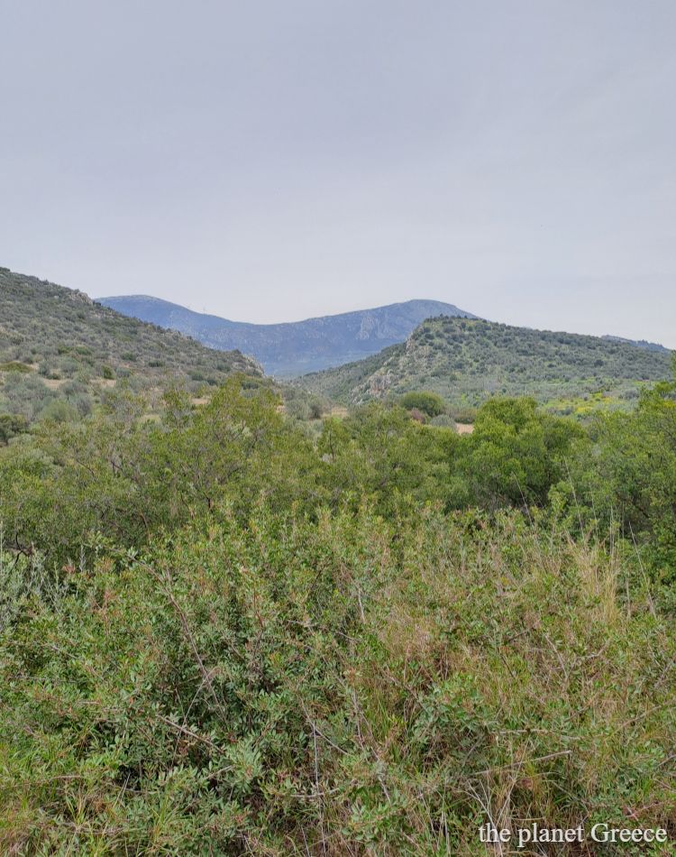 Short vegetation with hills in the Peloponnese. 
