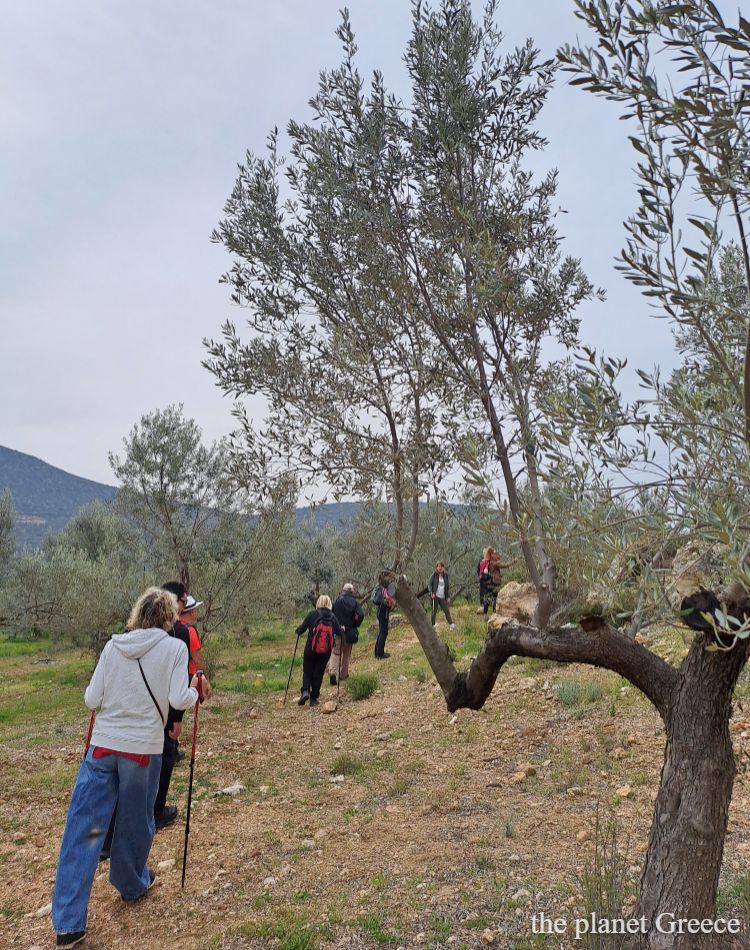 Hikers walking in a field with olive trees in Greece. 