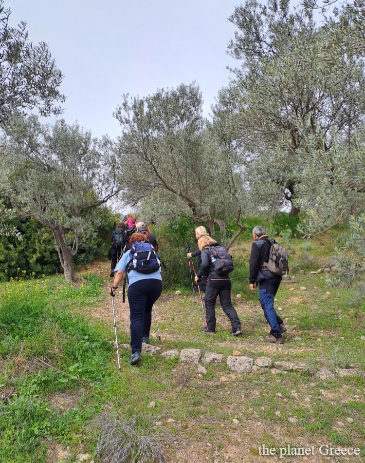 Hikers walking on a trail with  olive trees in Greece. 