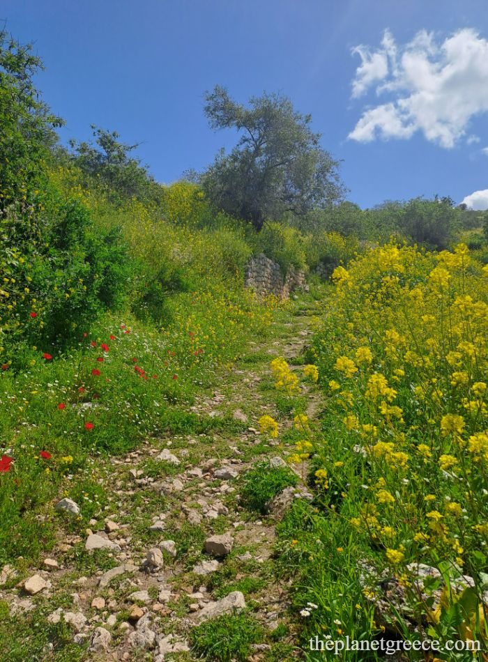 Rocky trail at Acrocorinth lined with blooming wildflowers under a bright spring sky.